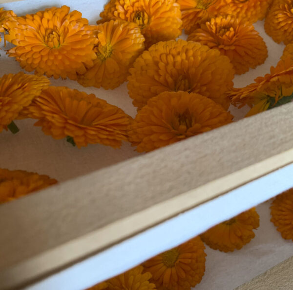 BIM-balm (bálsamo nutritivo botánico para nariz y almohadillas) - Imagen 4